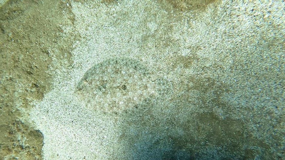 A close-up undersea photograph featuring a sand-colored starfish with a circular, speckled pattern on its top side, situated on a sandy ocean floor with fine, light-colored grains. Surrounding the sta