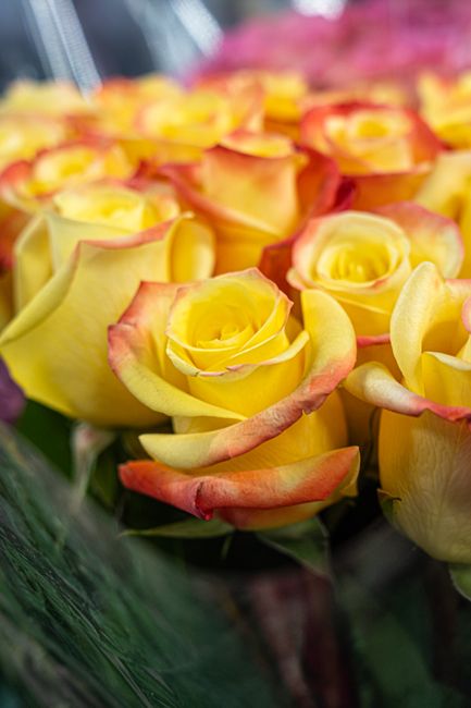 Close-up of a bouquet of fresh yellow roses with pink-tinged edges, arranged tightly together. The roses have velvety petals and sturdy green stems, some partially visible beneath the blooms. The bouq