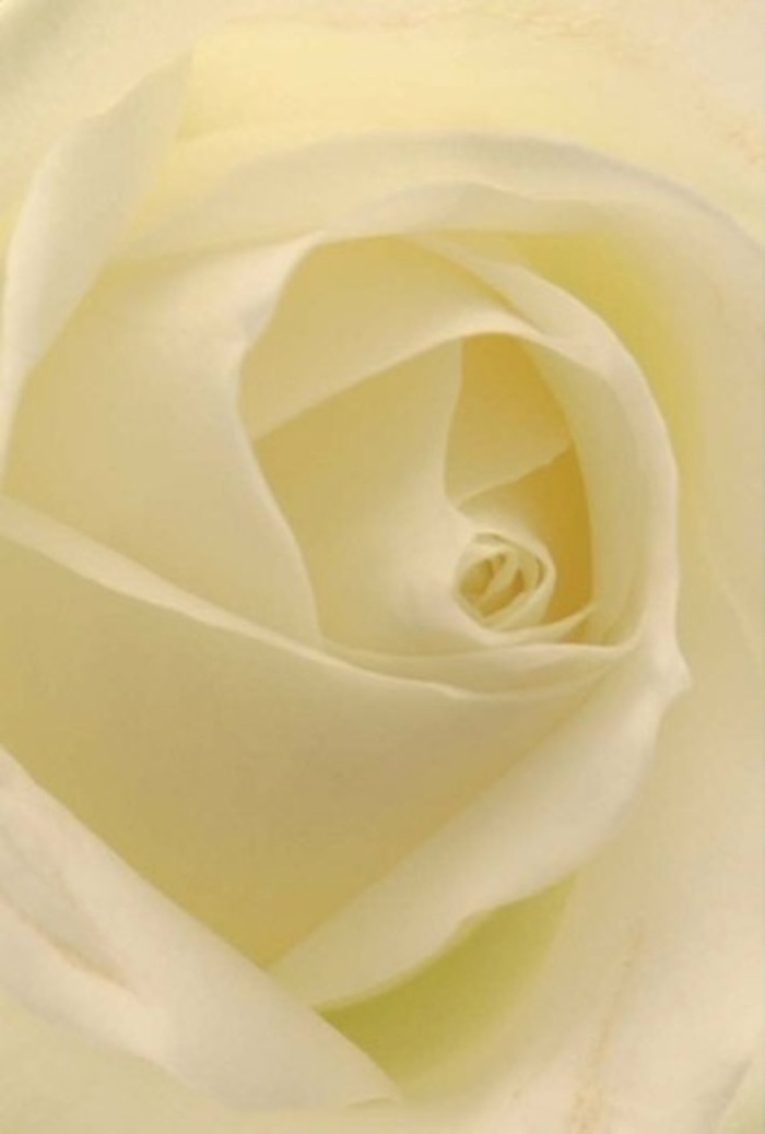 Up close, this classic white rose reveals a symphony of creamy whites and soft, luminous layers, reminiscent of the quiet mornings around Enfield's Oakwood Park. The spiral formation at its core draws the eye inward, suggesting purity and resilience-an ageless emblem fit for romantic gestures, sincere apologies, or the centrepiece of a wedding table at Forty Hall. Subtle gradations of ivory and gentle shadows play across each petal, amplifying a sense of natural sophistication and serene tranquillity. The diffuse light seems to seep through the bloom, making it almost luminous from within, as if imbued with its own gentle radiance. Each petal is perfectly formed, teasing the senses with the promise of silkiness, and the possibility of a faint, soothing scent that lingers like a fond memory. As a local Enfield florist, this rose speaks to me of thoughtful craftsmanship and heartfelt intent-a bloom that quietly elevates gatherings by infusing them with understated beauty and grace. Its poise bridges the gap between fragility and quiet strength, making it an eternally appropriate offering for both joyous celebrations and moments of deep reflection throughout our community.